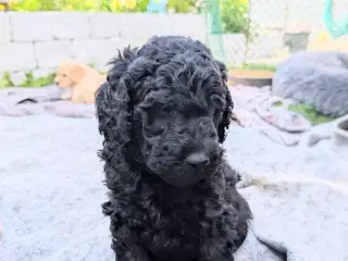 Puddel / kongepuddel / storpuddel hvalpe