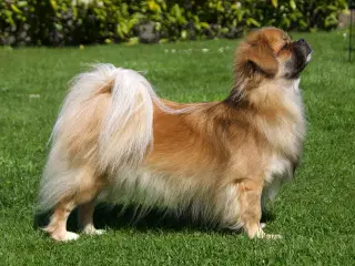 Tibetansk Spaniel