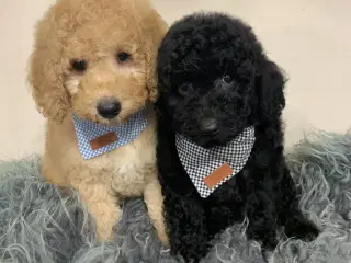  Golden Doodle F1B babyer er rejse klar