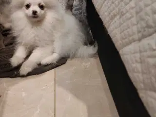 teacup Pomeranian 