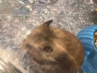 Guldhamster