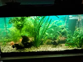 Flot beplantet 110L Akvarie.