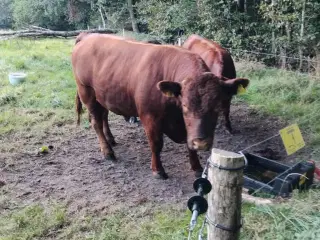 Rolige Angus løbetyre til udlejning og bedækning