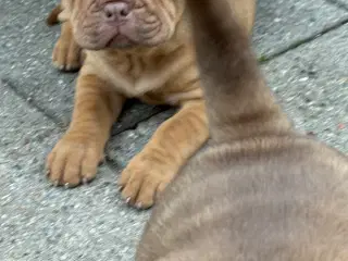 Smukke Old English Bulldog Mix Hvalpe til salg! 🐾