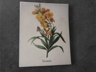 Cheiranthus Flavus – levende botanisk kunsttryk