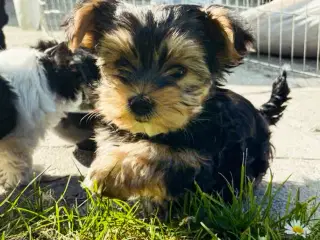 🐶Yorkshirre terrier Biewer 🐶