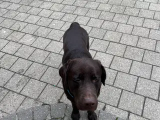 1 år gamle Labrador han 