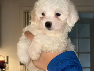 Mini malteser hvalpe