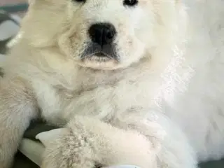 Smuk Chow Chow han – 6 måneder, sund og legesyg 🐾