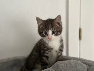 Dejlige flaskekillinger