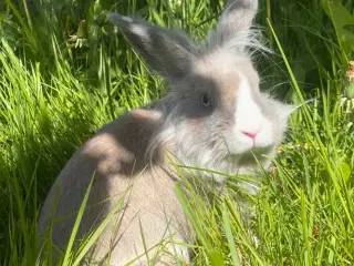 Samson 8 mdr.🐰