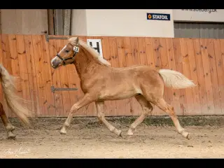 Lækker haflinger føl 