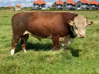 Hereford tyr sælges 
