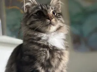Smuk kærlig Maine coon pige