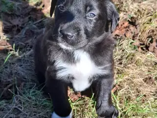 Skønne LabCollie Hvalpe