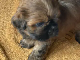 Shih tzu hvalpe 