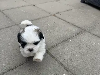 Lhasa apso tæve