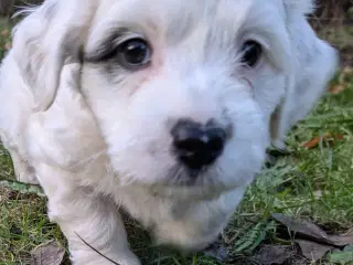 Labradoodle blandningshvalpe 