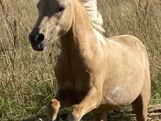 Amerikansk miniature hingst