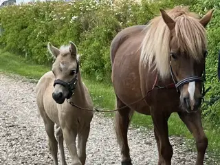 Sød Børnepony / lærepony - med Føl