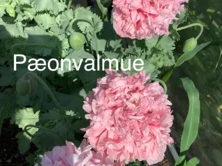 Sommerblomst frø, Papaver somniferum / Pæonvalmue