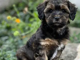 Bichon Havanais hvalpe. 2 hanner