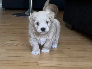 Bichon Havanaiser 