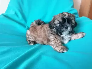 Malteser / Shih Tzu / Bomuldshund ( Boomer )