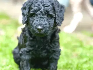 Sort Doodle Tæve (Goldendoodle)