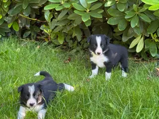 Border Collie hvalpe