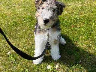 Lækker foxterrier hvalp på 14 uger
