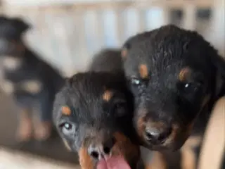 De sødeste rotweiller hvalpe