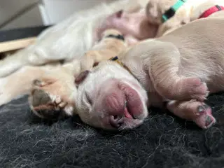 Golden retriever hvalpe 