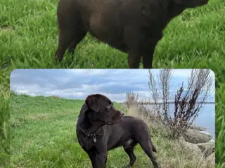 Labrador hvalpe