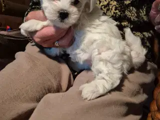 Malteser
