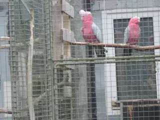 Rosa Kakadu avlspar