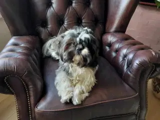 Shih tzu tæve