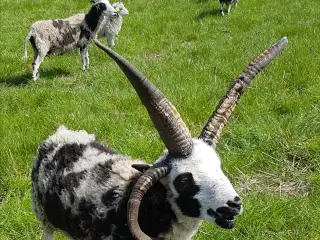 Jacobsvædder