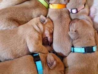 Fox red labrador hvalpe