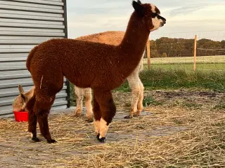 Alpaca