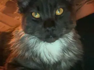 Main coon-hankat