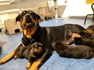 Perfekte rottweiler hvalpe (klassens bedste)