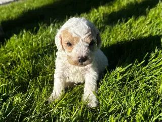 Cavapoo hvalpe 