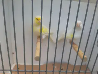 gule Mosaik Kanarier