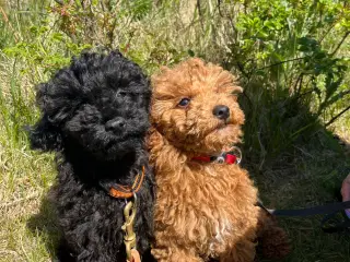 Toy/dværg Puddel 