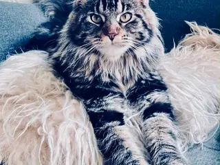 Maine coon  
