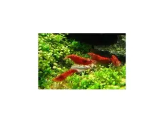 Red Cherry rejer, 15 styk