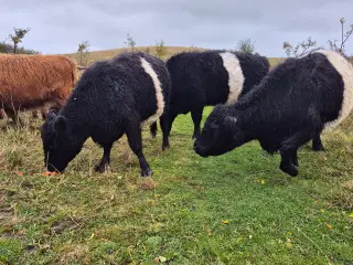 Galloway - 3 køer + 2 kalve 