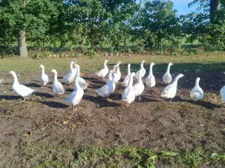 Hvid gæs