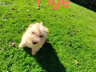 Bichon Havanais